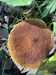 Suillus ampliporus