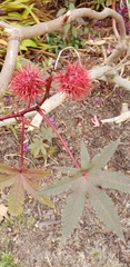 Ricinus