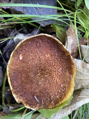 Suillus ampliporus