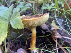 Suillus ampliporus