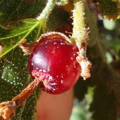 Ribes cereum cereum