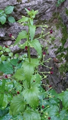 Scrophularia peregrina
