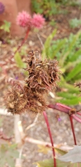 Ricinus