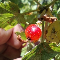 Ribes cereum cereum