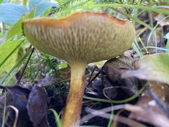 Suillus ampliporus