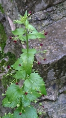 Scrophularia peregrina