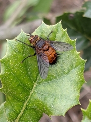 Paradejeania rutilioides