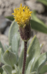 Raillardella argentea