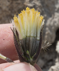 Raillardella argentea