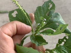 Heliotropium indicum