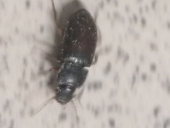 Harpalus rufipes