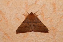 Colotois pennaria