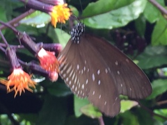 Euploea doubledayi evalida