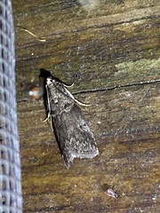 Sciota subcaesiella