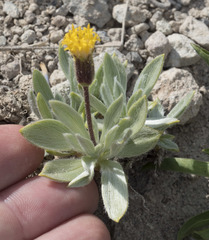 Raillardella argentea