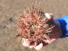 Euechinoidea