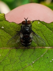 Exoristinae