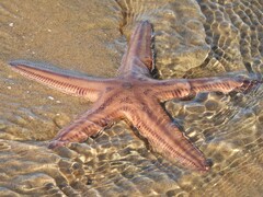Astropecten