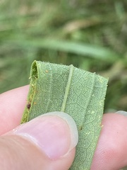 Coleosporium solidaginis