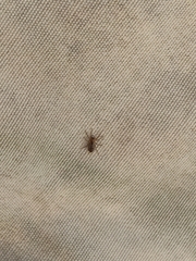 Anyphaenidae