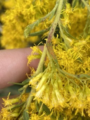 Coleosporium solidaginis