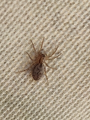 Anyphaenidae