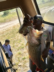 Hydrocynus vittatus