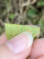 Coleosporium solidaginis