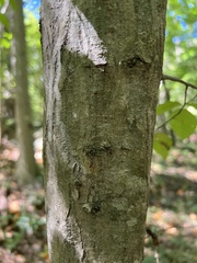 Carpinus