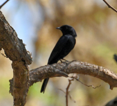 Melaenornis pammelaina