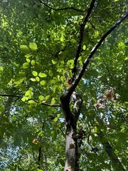 Carpinus