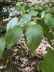 Carpinus