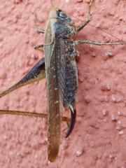 Platycleis grisea