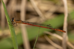 Argiocnemis rubescens