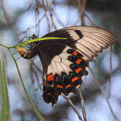Papilio aegeus