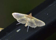 Apilocrocis brumalis