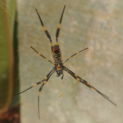 Trichonephila plumipes