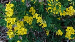 Coronilla valentina