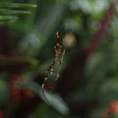 Trichonephila plumipes