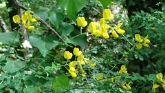 Coronilla valentina