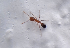 Monomorium