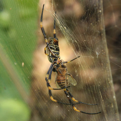 Trichonephila plumipes