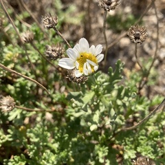 Anthemis maritima