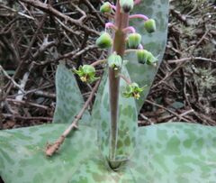 Ledebouria ensifolia