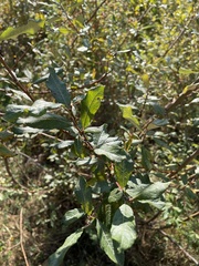Salix sitchensis