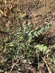 Astragalus mollissimus