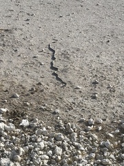 Dendroaspis polylepis