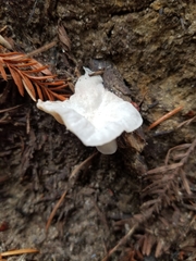 Marasmius calhouniae