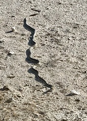 Dendroaspis polylepis