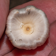 Coprinellus radians
